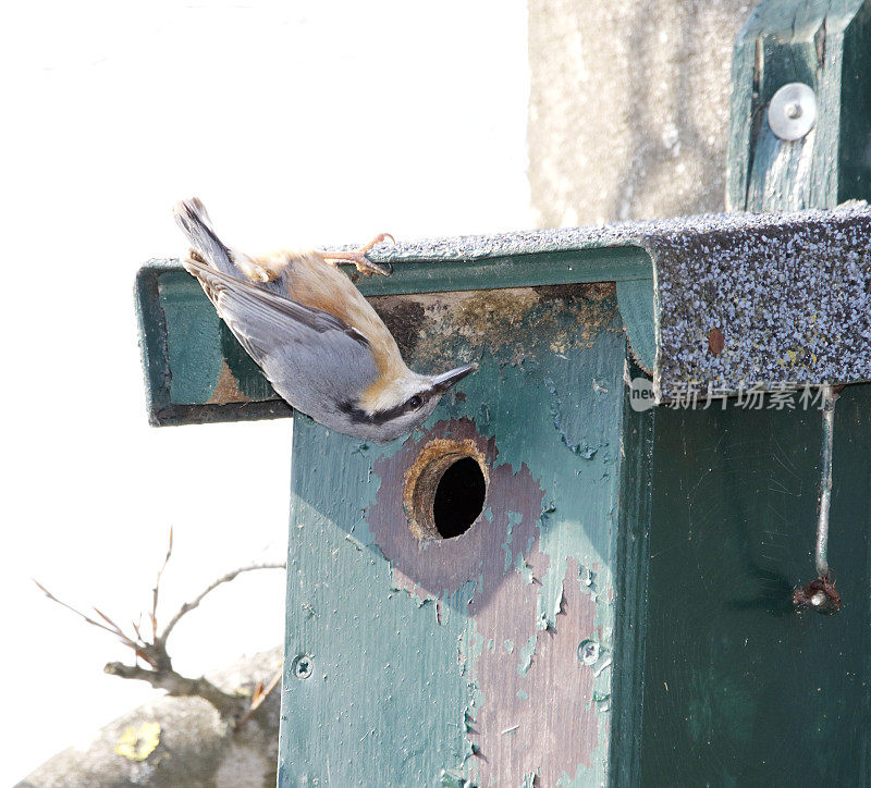 Nest Box设计的欧亚坚果(Sitta europaea)